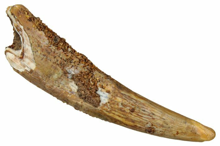 Fossil Pterosaur (Siroccopteryx) Tooth - Morocco #354859